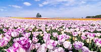 Field of Tulipa 'Shirley'