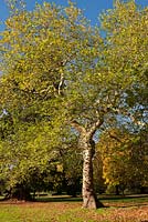 Platanus x hispanica - London Plane tree 