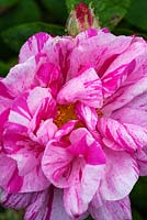 Rosa mundi. Llanllyr Garden, Talsarn, Wales. Welsh Historic Garden Grade II. June. The Rose Borders. 