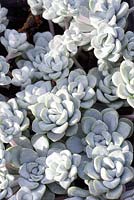Sedum spathulifolium 