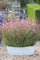 Gaura lindheimeri 'Siskiyou Pink'