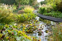 Autumnal pond. Planting includes Darmera peltata, Pontederia, Pesicaria amplexicaulis and Pennisetum 'Moudry'