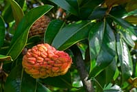 Magnolia Grandiflora - Kernels