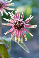 Echinacea 'Green Envy', Coneflower covered in frost 