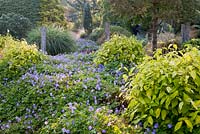 River of Geranium Azure Rush and Cornus sericea subsp. occidentalis Sunshine in Foggy Bottom garden, Bressingham, Norfolk, UK. Designed by Adrian Bloom.