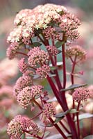 Sedum telephium Moonlight Serenade, Stonecrop. Perennial, August, Summer. 