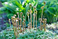 New shoots of Osmunda regalis Cristata unfurling amongst Anemone nemorosa foliage