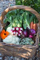 Basket with organic vegetables including radish, cauliflower, red and white onion, carrots, artichoke, beetroot and marigold