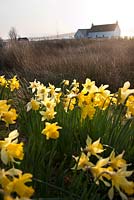 Daffodils growing on boggy land at Daffodil Nursery, Loch Ewe, Ross and Cromarty, Scotland