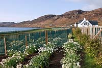 Croft 16 nursery beds with rows of daffodil varieties - Loch Ewe, Ross and Cromarty, Scotland