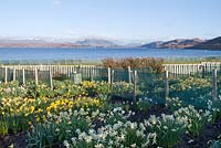The nursery at Croft 16 with rows of daffodil varieties, windbreak hedge and netting. View south down Loch Ewe to Poolewe, Scotland