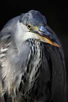 Grey Heron 