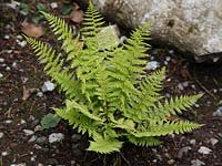 Athyrium felix femina - Lady fern 