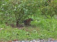 Garrulus glandarius - Jay with gooseberry in beak under gooseberry bush