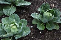 Brassica oleracea 'Minicole' 