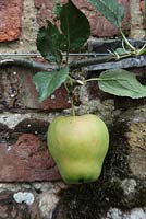 Malus domestica 'Adams Pearmain' - Trained apple against brick wall