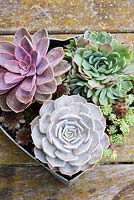 Succulents in heart-shaped metal container.  Echeveria 'Duchess of Nurembourg' and 'Elegans' 