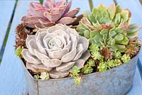 Succulents in heart-shaped metal container.  Echeveria 'Duchess of Nurembourg' and 'Elegans' 