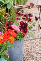 Rudbeckia 'Cherry Brandy' in florist bucket in cutting garden