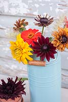 Simple floral arrangement of Zinnias, Rudbeckia 'Cherry Brandy' with Pennisetum in blue enamel container
