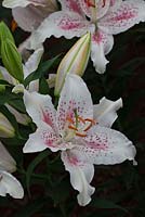 Lilium 'Muscadet', H W Hyde and Son