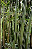 Semiarundinaria fastuosa - Narihira Bamboo