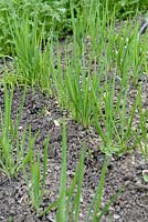 Tragopogon porrifolius - Salsify