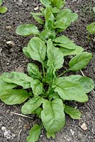 Spinacia oleracea 'Giant Winter' - Spinach