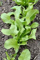 Lactuca sativa var. angustata - Asparagus or Chinese Lettuce growing in early spring