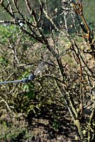 Spraying Pear tree in late winter