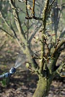 Spraying Pear tree in late winter