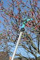 Pruning Nectarine tree with a long handled pruner