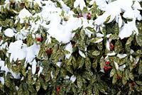 Aucuba japonica with snow