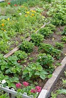 Strawberry plants with mulch growing in a raised bed made from old railway sleepers with Calendula foreground