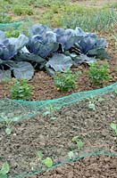 Young brussels sprout growing under net with celeriac, red cabbage and onion in early summer