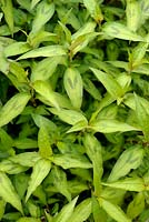 Persicaria odorata syn. Polygonum odoratum - Vietnamese Coriander or Rau-Ram