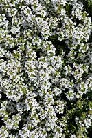 Thymus vulgaris - Thyme