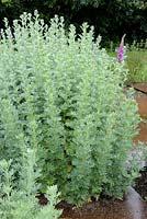 Artemisia absinthium - Wormwood