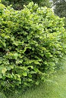 Corylus avellana - Common Hazel hedge