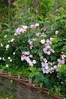 Rosa 'Yvonne Rabier' with Digitalis purpurea background