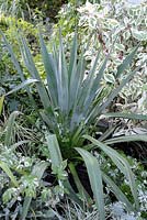 Phormium tenax - New Zealand flax with Cornus in green and white border