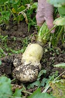 Brassica rapa - Harvesting Turnip 'Des Vertus Marteau'