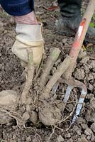 Lifting Dahlia tubers in autumn for storing over winter