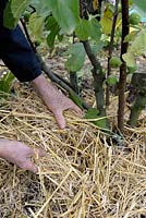 Adding straw mulch around young Fig tree to protect from frost