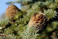 Cedrus libani - Lebanon Cedar female cones