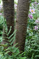 Prunus x subhirtella trunks with Anemone and ferns