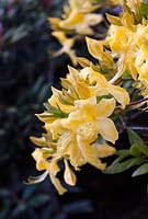 Rhododendron 'Anneke'