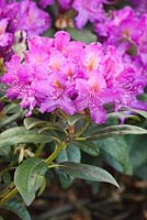 Rhododendron 'Libretto'