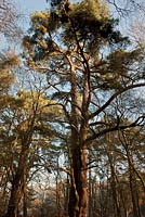 Pinus sylvestris  - scottish pine 