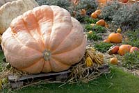 Huge and smaller pumpkins 